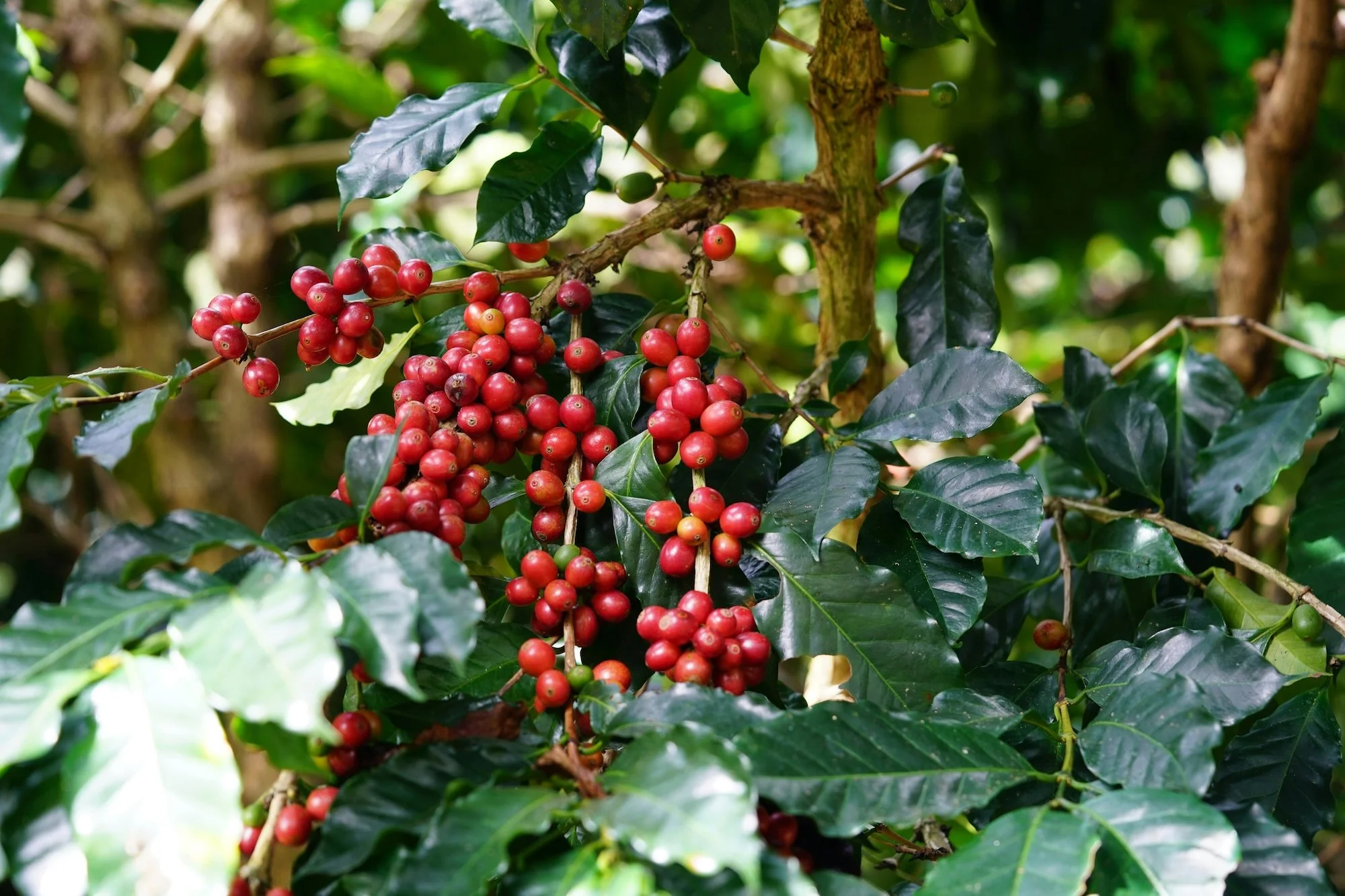 pexels-1500mcoffee-29639325.jpg