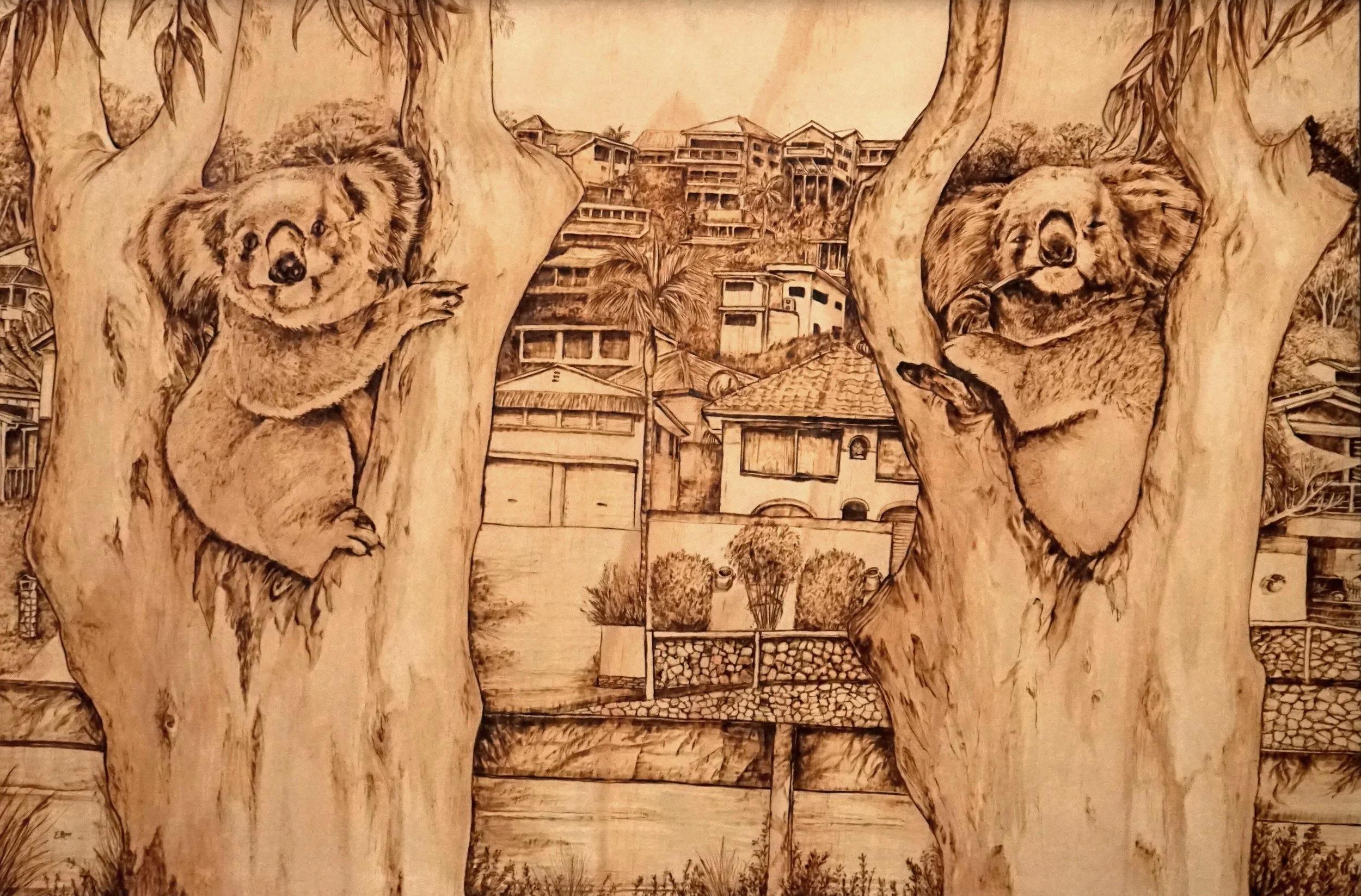 HASTIE_Koala Park_2019.jpg