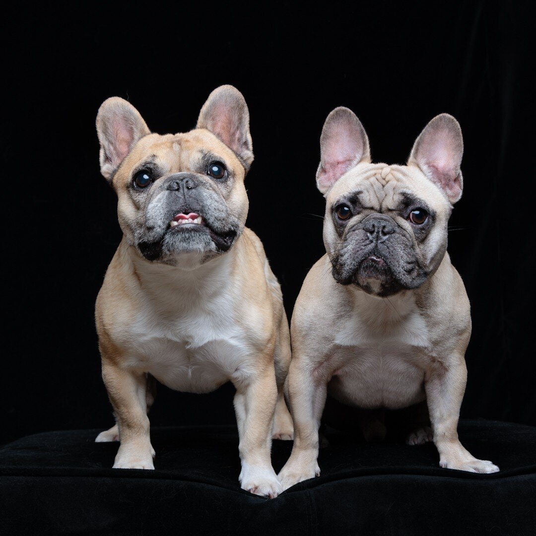 These 2 are ready for the weekend! 🐾
@gusgusinthecity 

Come down to the Love Dog &amp; Company studio this weekend for a photo shoot 📸 

The studio is located inside @diggidydogcarmel N.E. Corner of Ocean Avenue and Monte Verde Street, Carmel-by-t