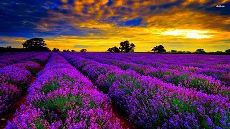IMG_3215.jpeg