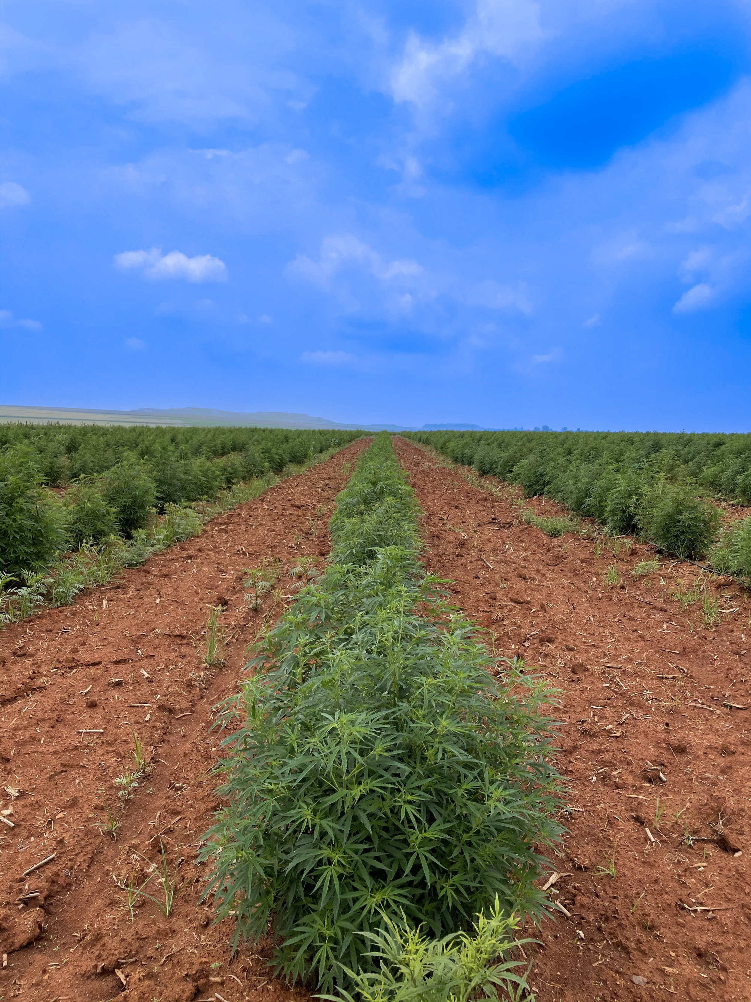 About — KushMed Hemp South Africa