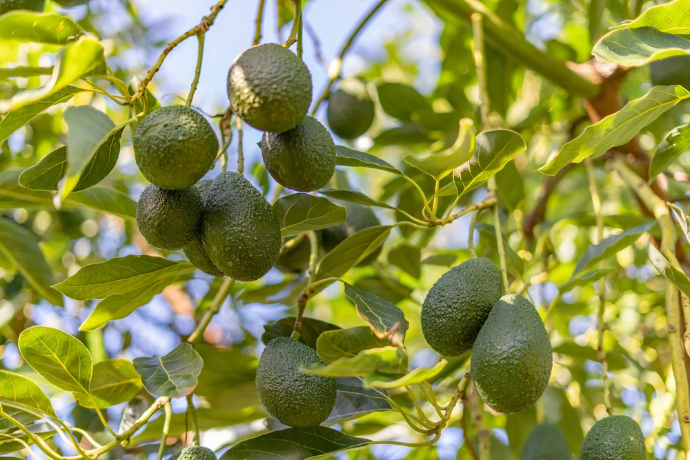 Fresh produce product photography of avocados for Bundaberg grower