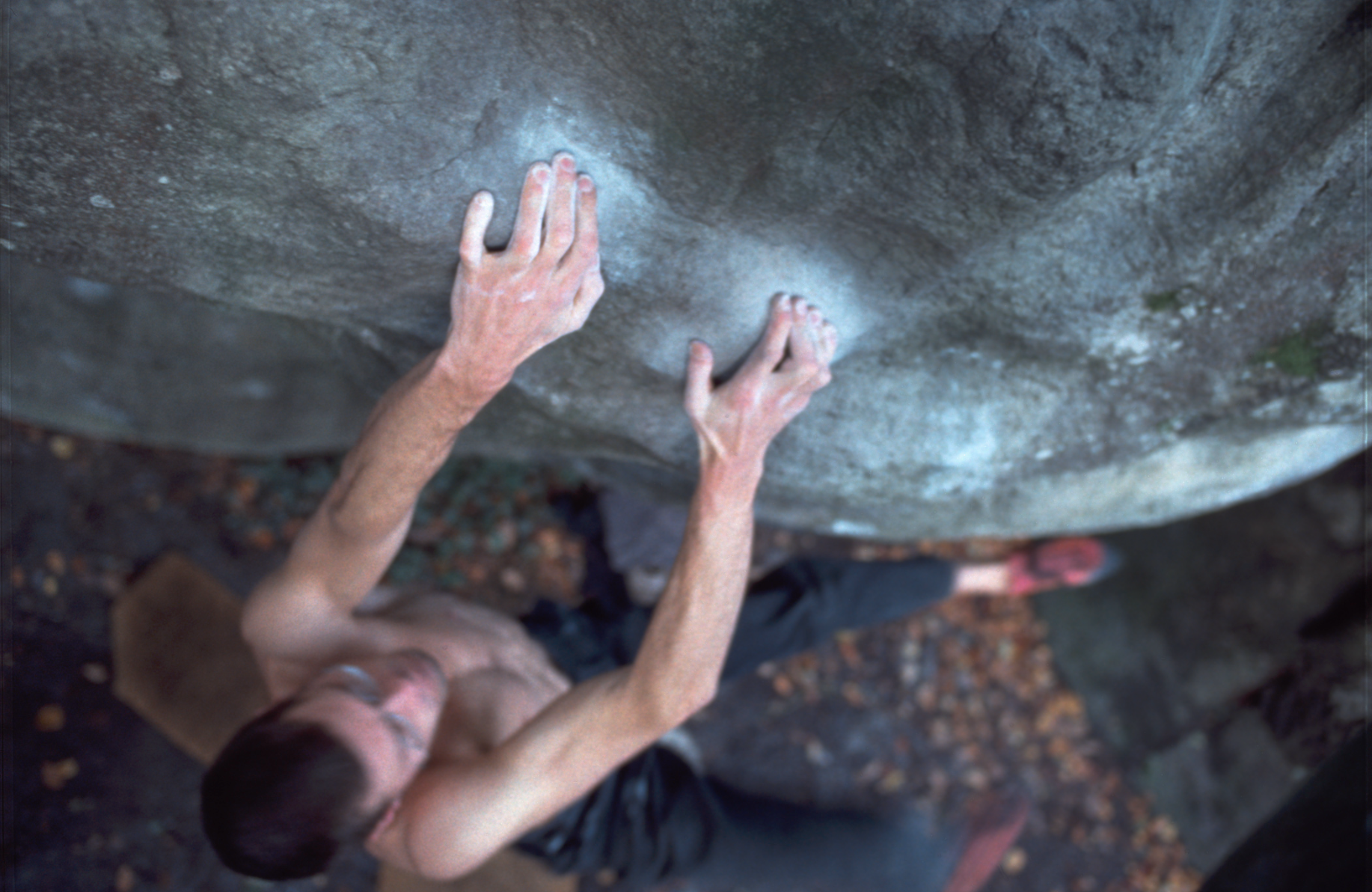 The Magical Forest of Fontainebleau
