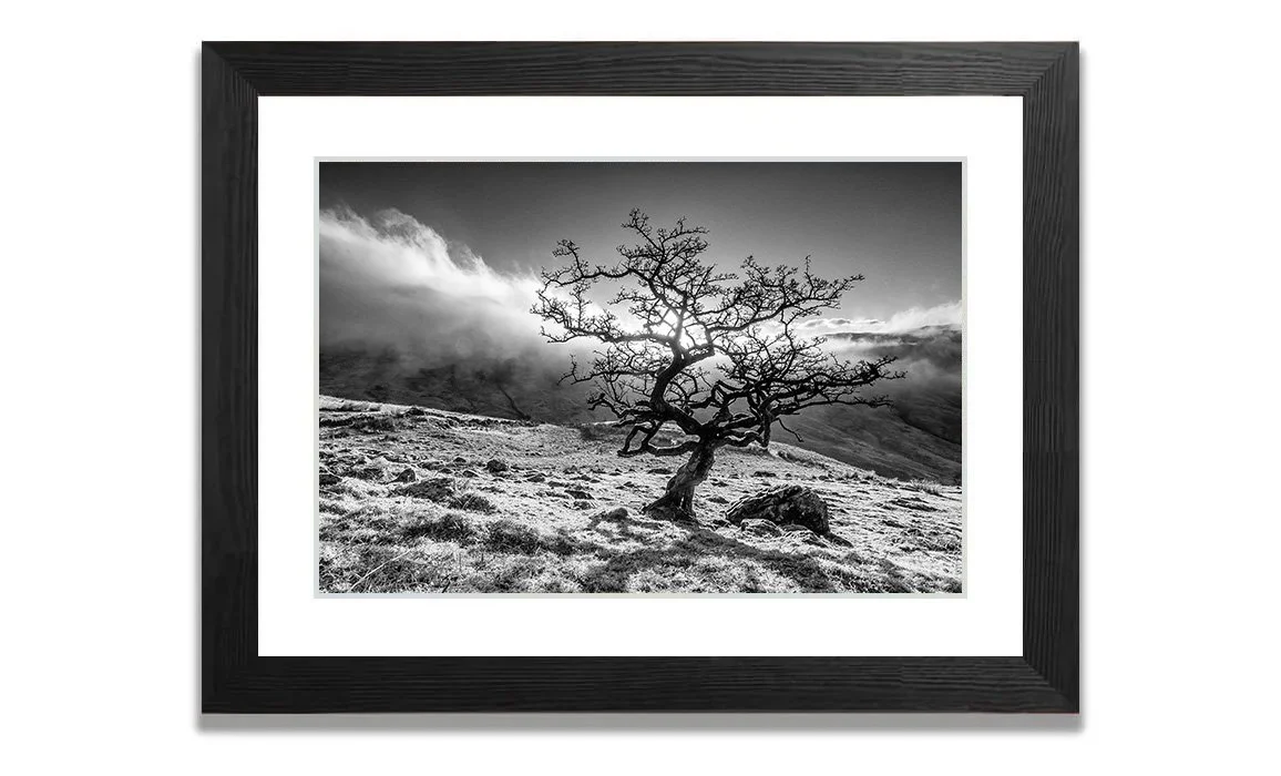 Winter Tree AMBLESIDE_Black_Frame_3x2.jpg