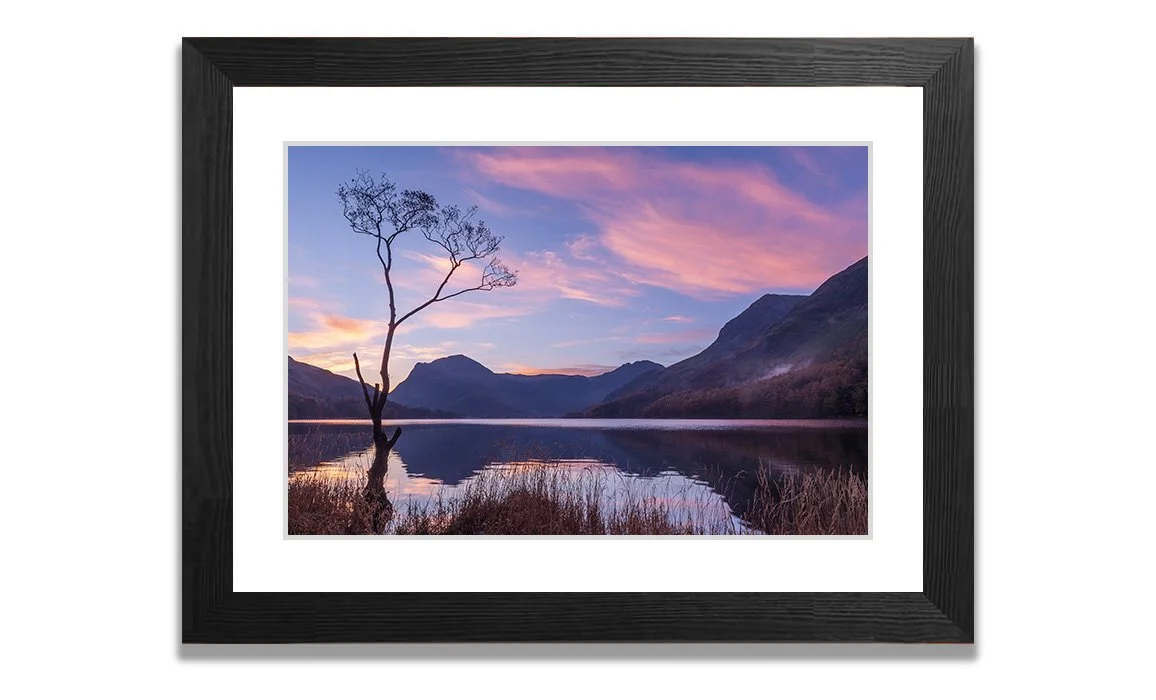 'The Buttermere Tree' — The Lakes Gallery