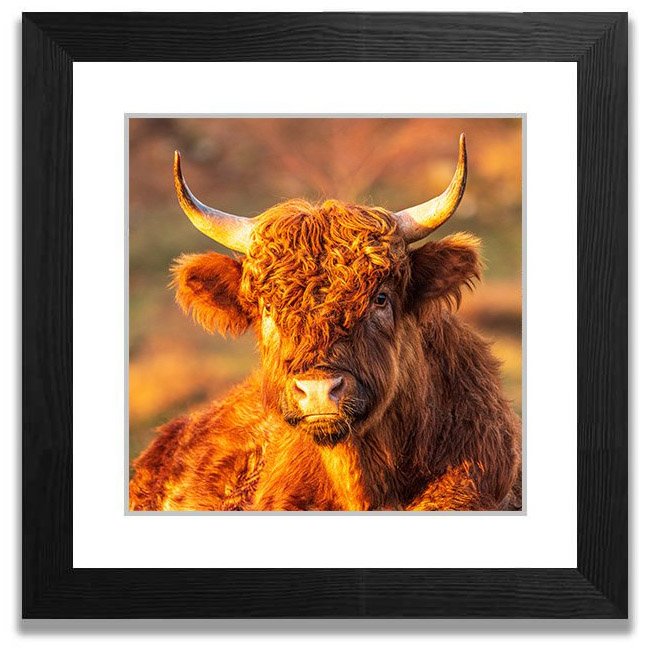 102.+'Highland+Cow'+Gummer's+How,+Windermere-1.jpg