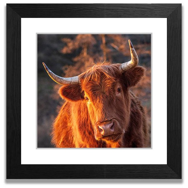 109.+'Highland+Cow'+Gummer's+How,+Windermere-1.jpg