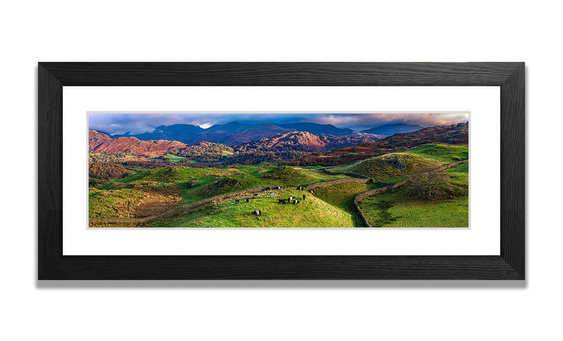 Belted Galloways_Black_Frame_3x1 - 114.jpg