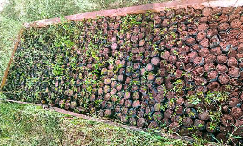 Garden Seedlings.png