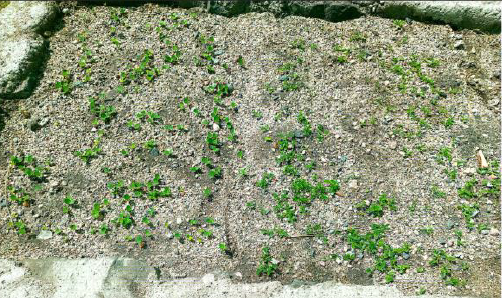 Garden Seedlings 2.png