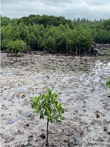 Mangroves at Upolu in Samoa.png