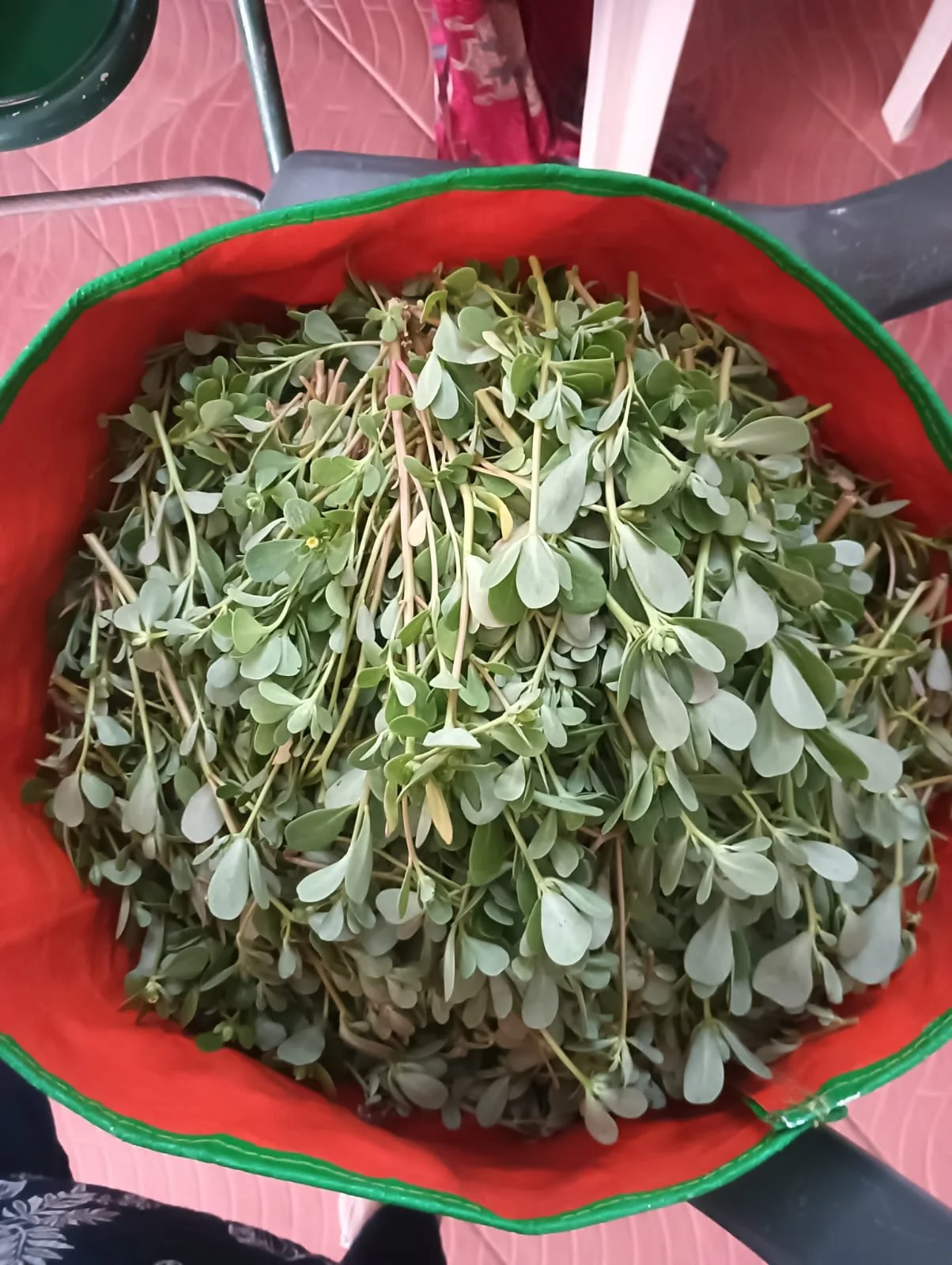 Garden Harvest 1.jpg