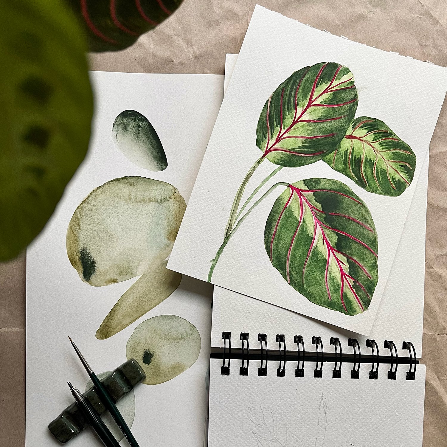 calathea.jpg