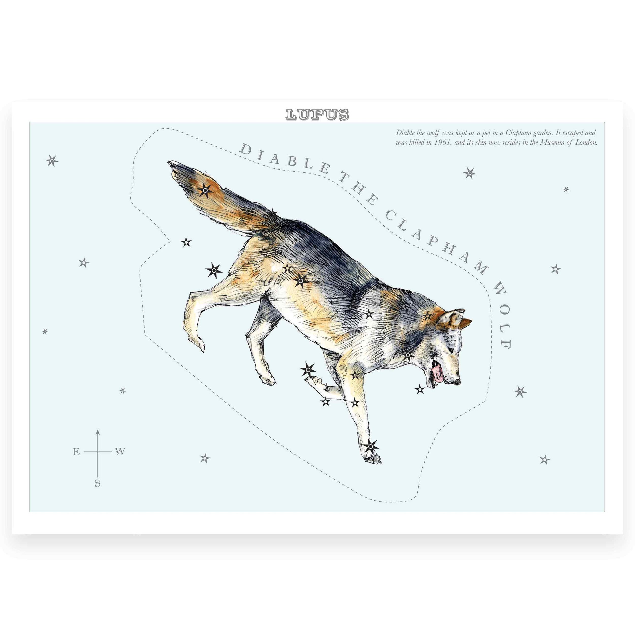 London_animal_stars_Lupus_Clapham_wolf.jpg