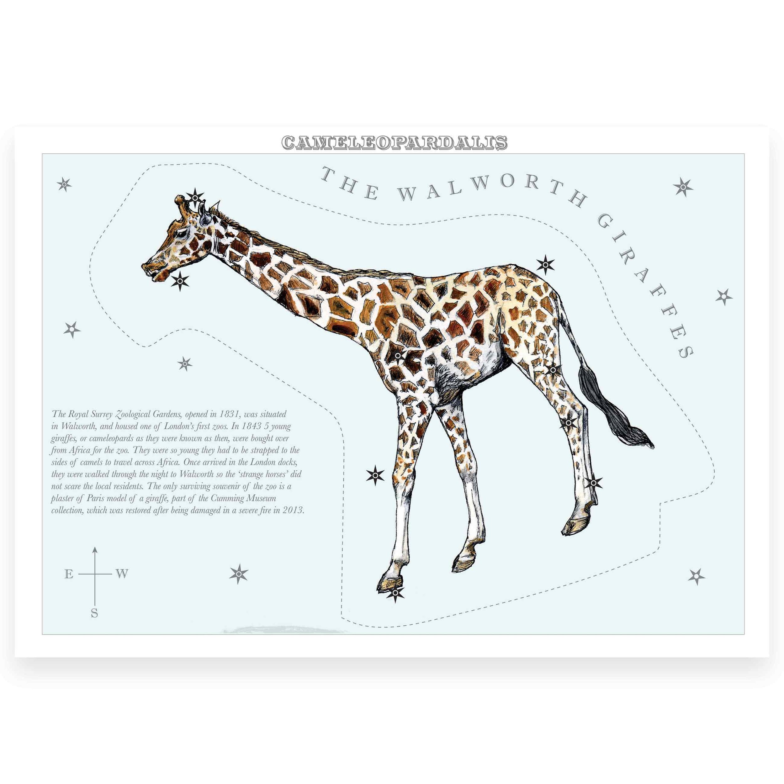 London_Animal_stars_Cameleopardalis_Walworth_Giraffes.jpg