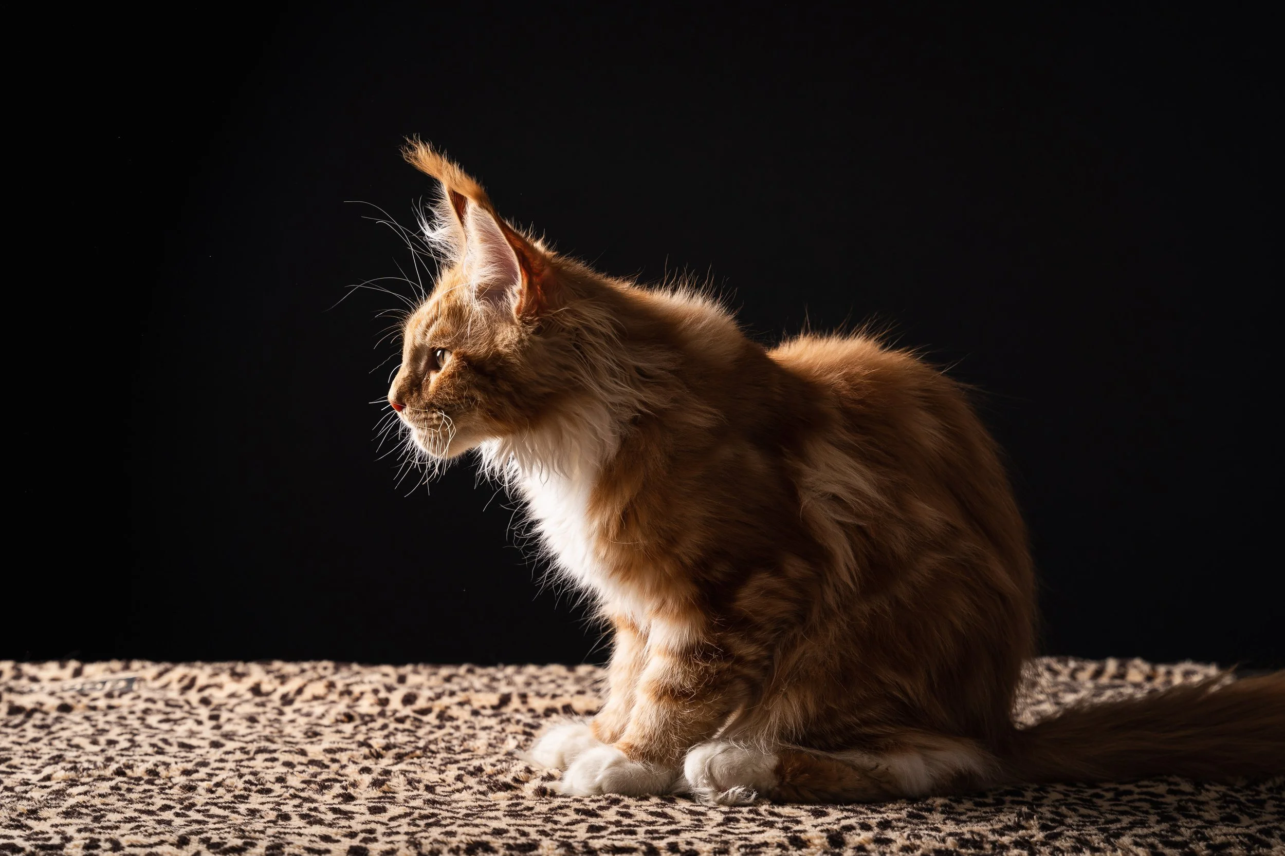 Raven 10.04.2021-13.jpg