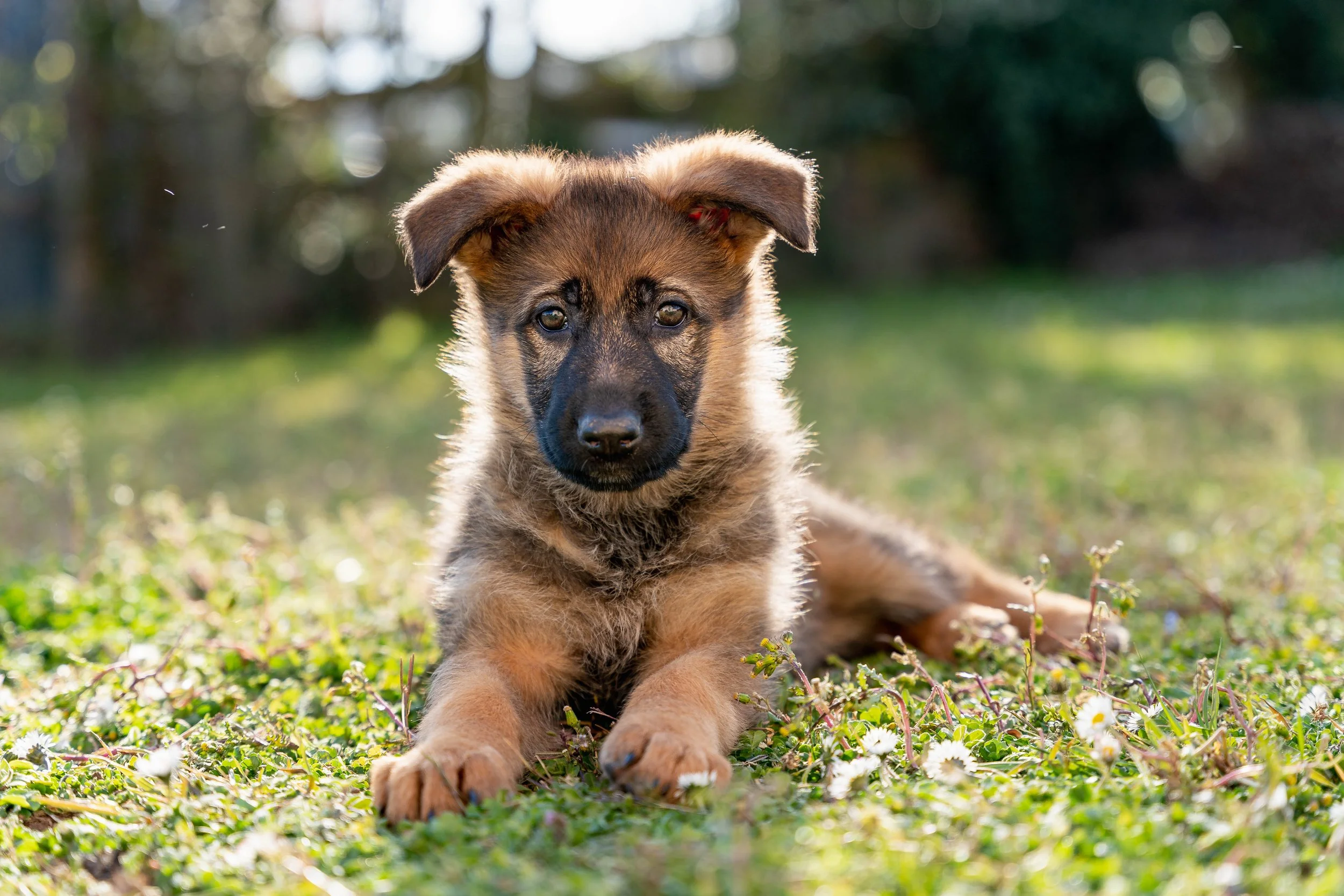 Shadow 03.2021-1.jpg