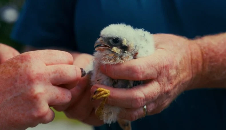 A Home In The Grass: Since 1970, North America has lost 3 billion birds. As grassland bird populations continue to decline, one conservationist&rsquo;s act of devotion represents hope in a world where natural habitats are disappearing every day. 

Th