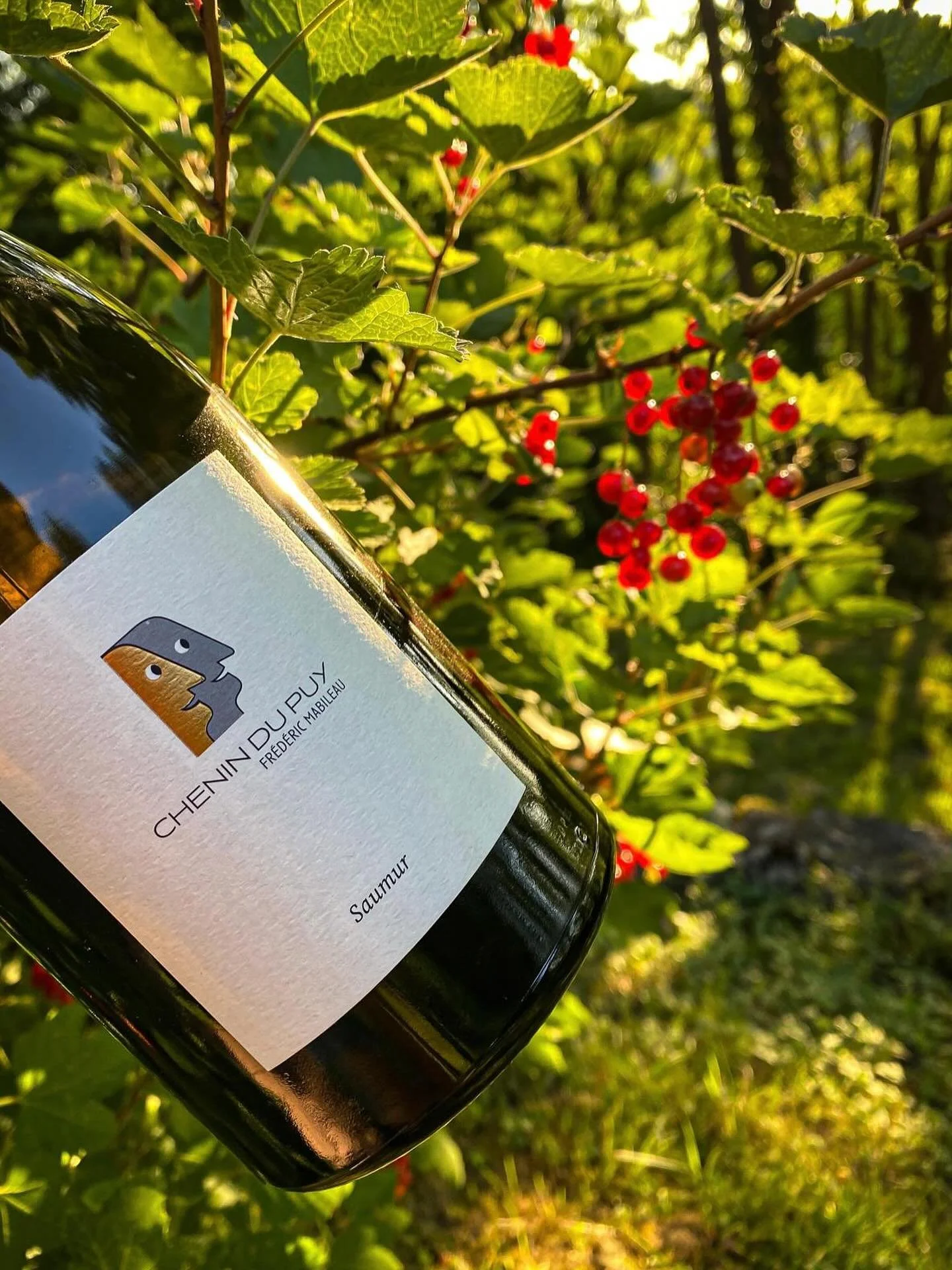 𝑪𝒉𝒆𝒏𝒊𝒏 𝒅𝒖 𝑷𝒖𝒚 - 𝑴𝒂𝒃𝒊𝒍𝒆𝒂𝒖
100% Chenin pour cette cuvée issue d’une superbe parcelle sur la butte du Puy Notre Dame dans le Saumurois.
Un vin d’une grande finesse, riche et minéral, accompagné de d&