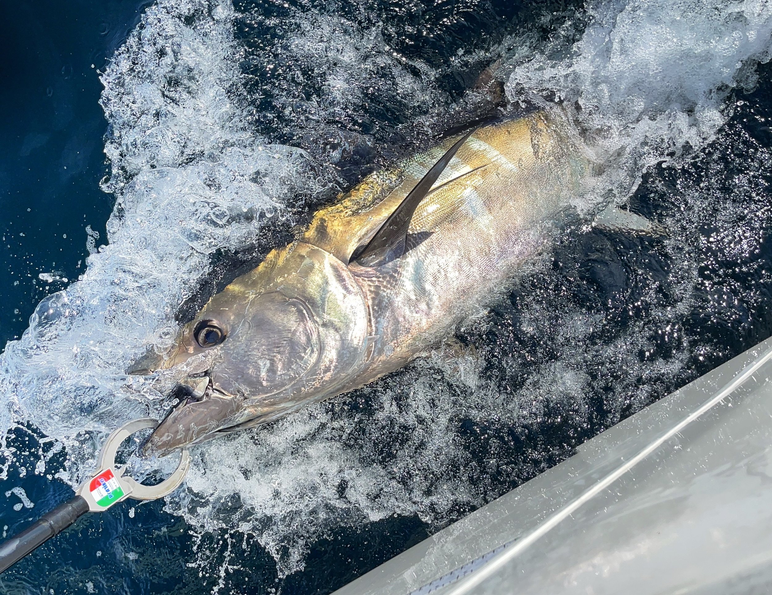 Catch Bluefin Tuna