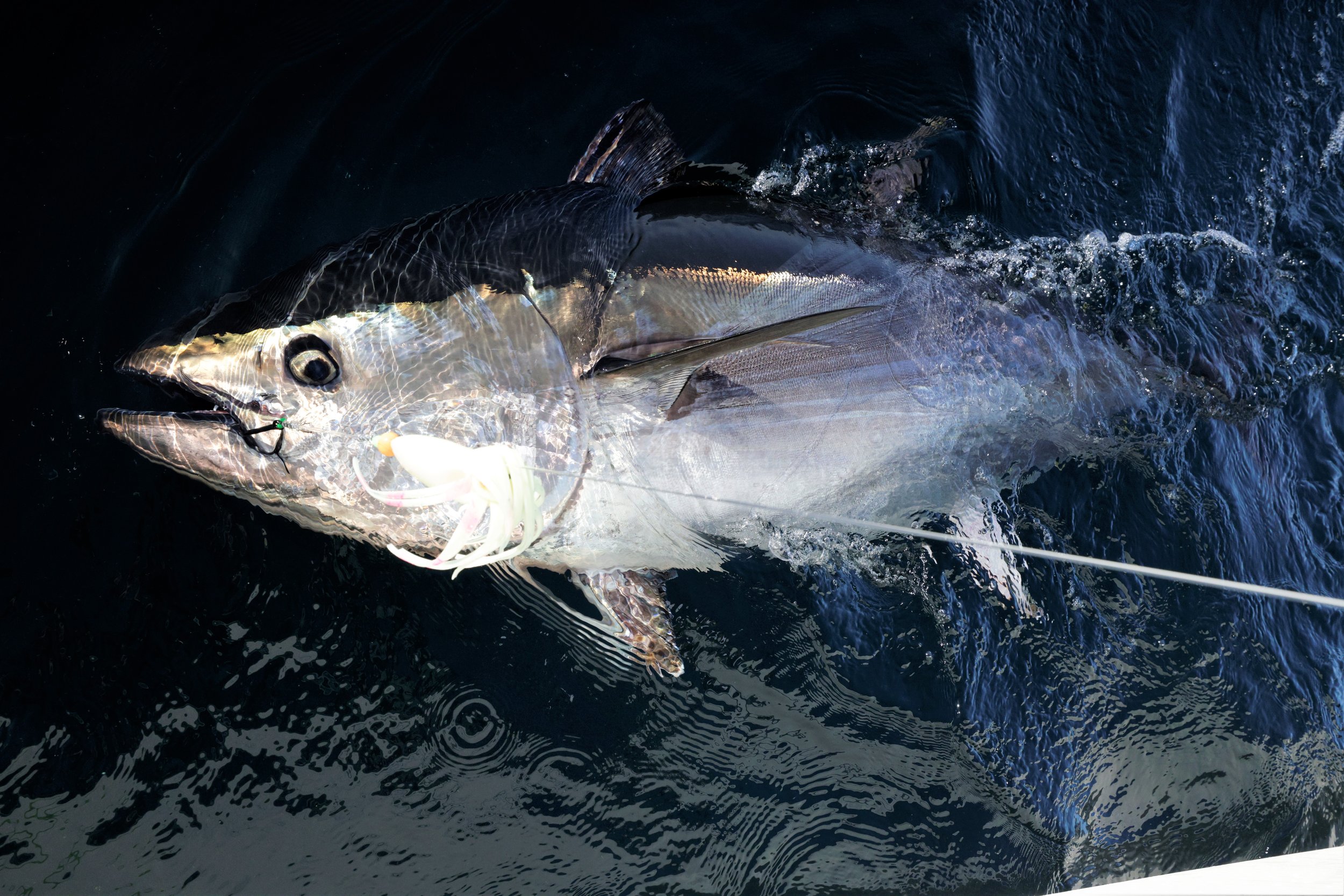 Catch Bluefin Tuna