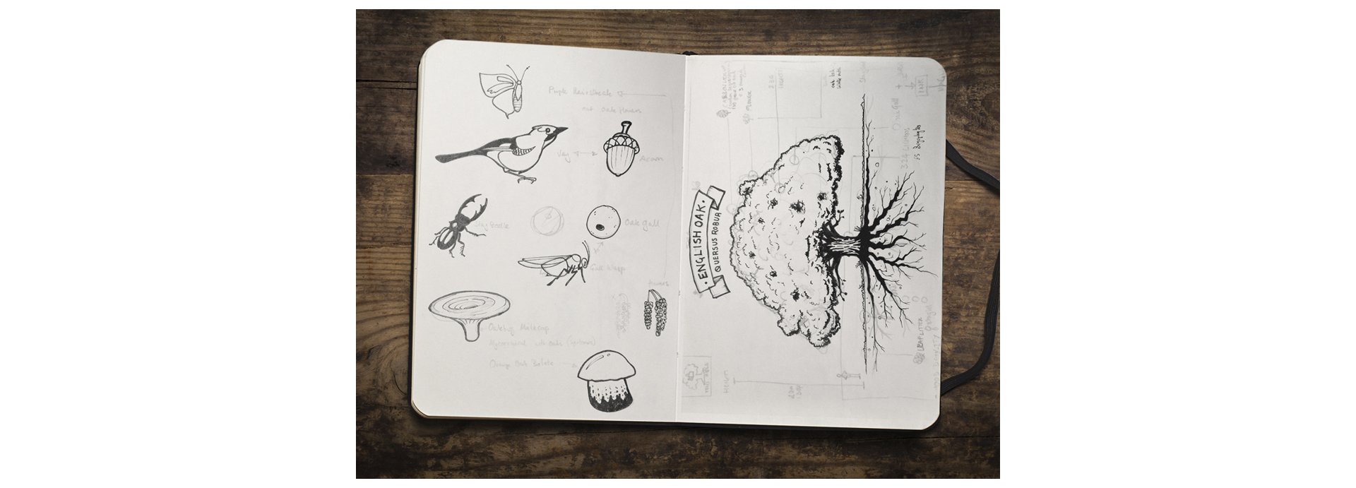 treecharter-sketch.jpg
