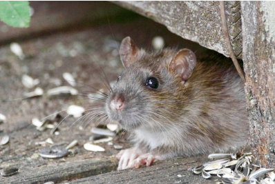 rodent control augusta