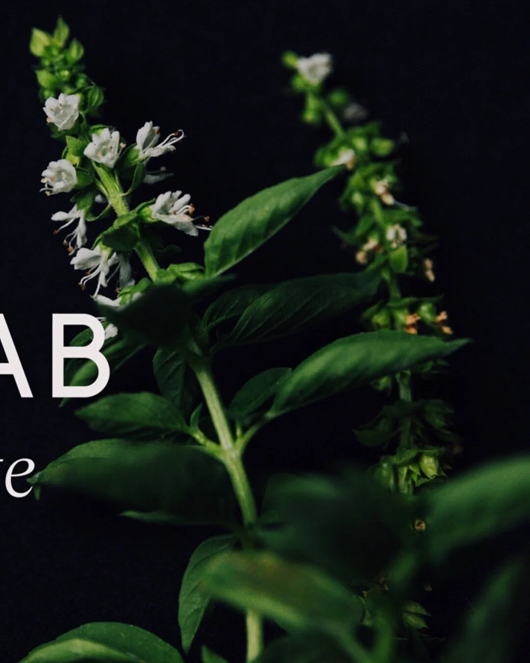 (1/3) Harvest - to pick the fruit or crop. In Latin: Messis. In Arabic: جمع Ajma3. Producers across the world know harvesting is a science, a skill, and a tradition.⁣&bull;
So what is Harvest Lab? A place to taste what other&rsquo;s have picked, and 