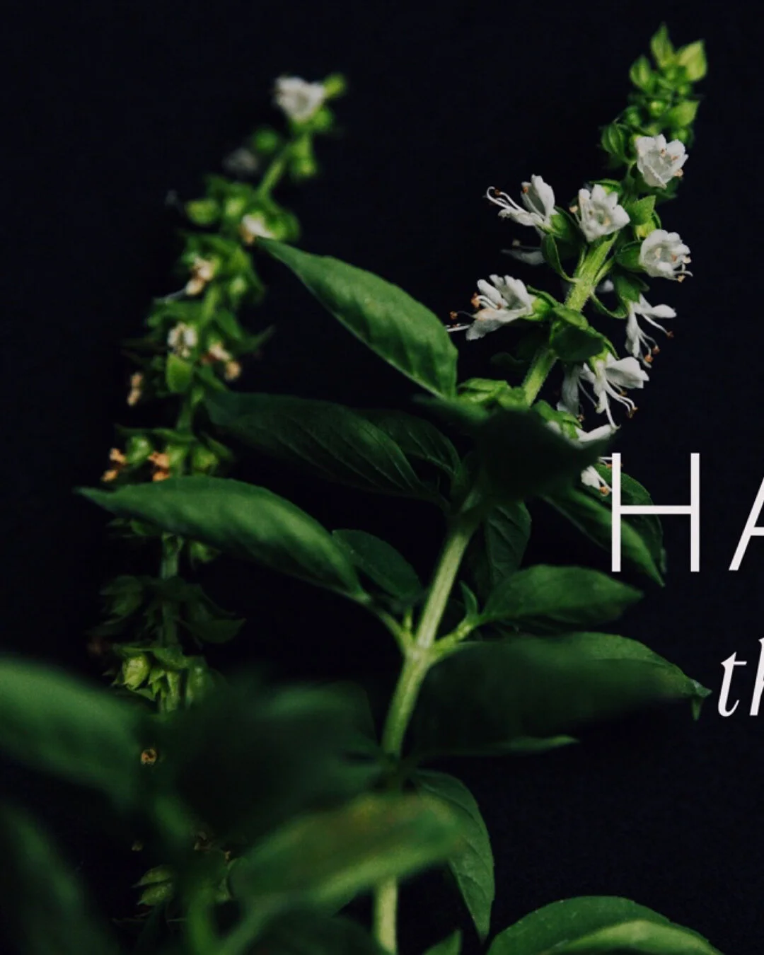 (3/3) Fun Fact: Our address is a testimony to our region and neighborhood connection to olive oil tradition. Come visit us at 1 Olive Mill Street (Rue Al Maasser), in the UNESCO World Heritage Medina of Sousse. ⁣&bull;
Or as we like to think of it, t