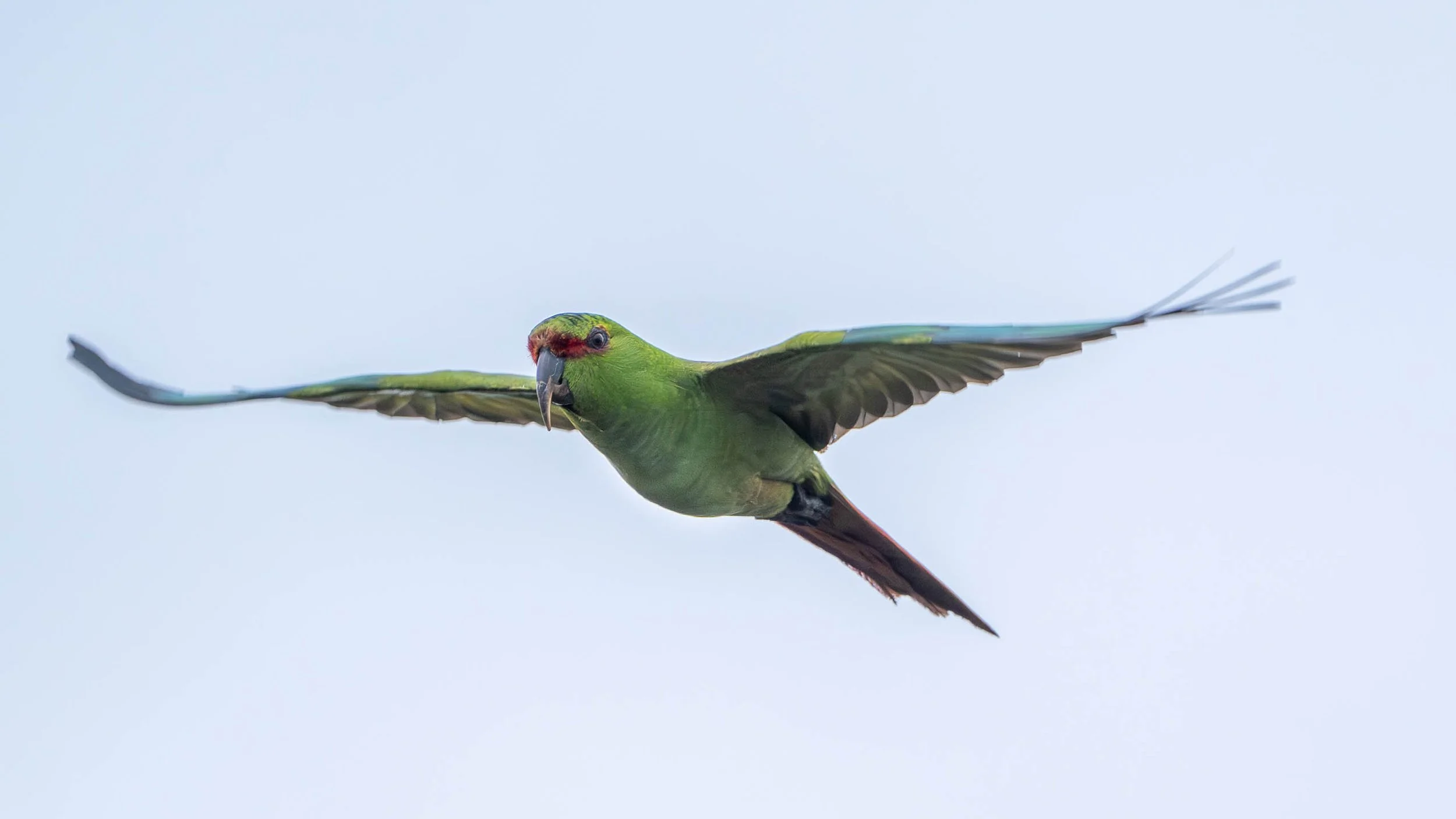 Conure à long bec