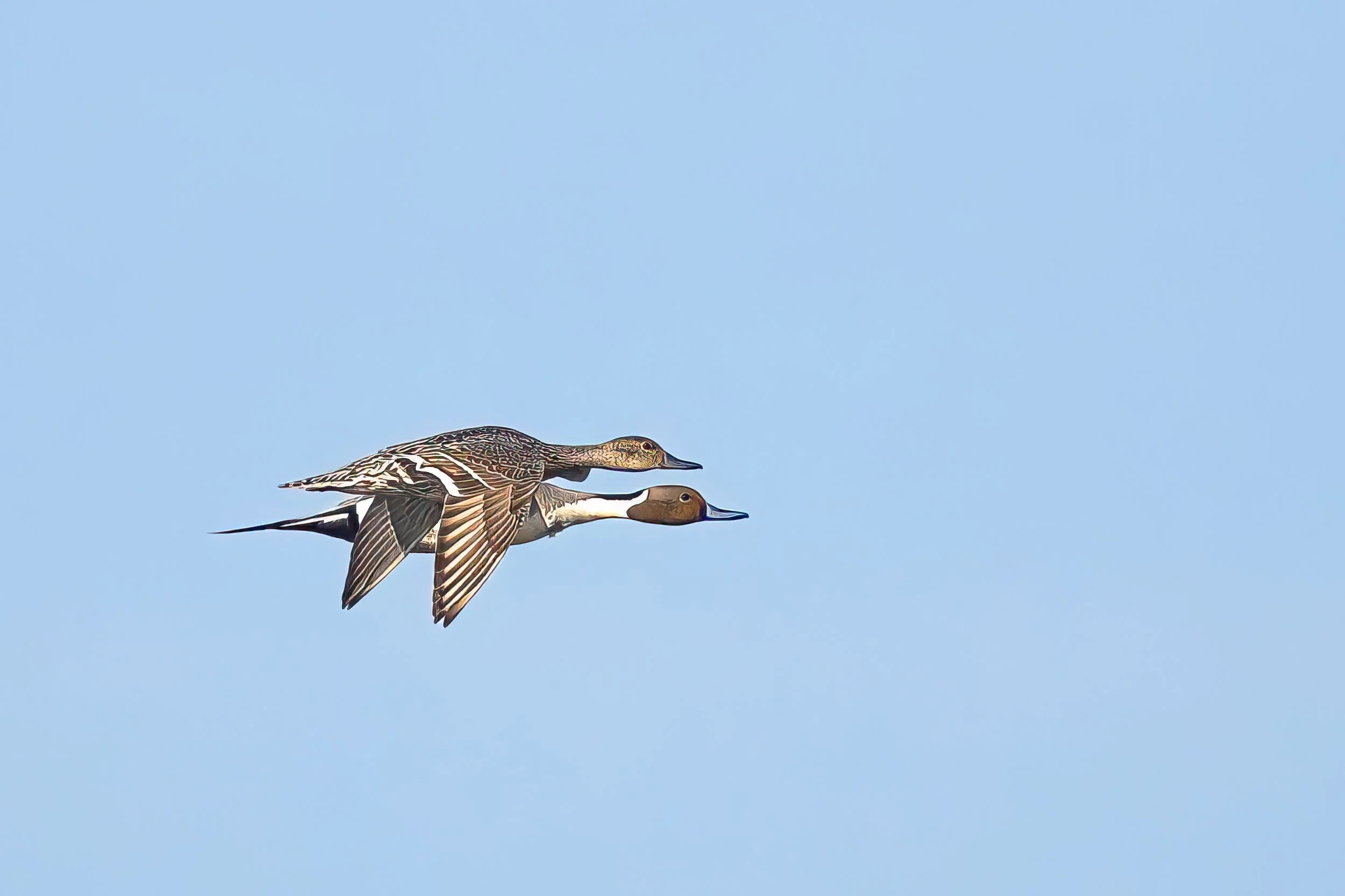 Canard Pilet