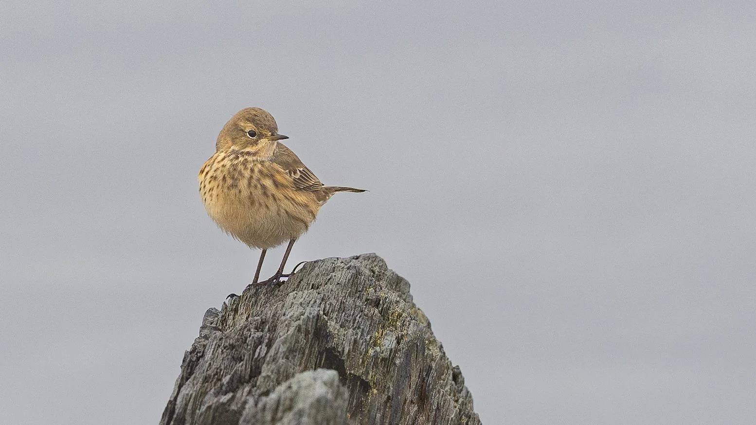 Pipit d'Amérique, Île-aux-Basques
