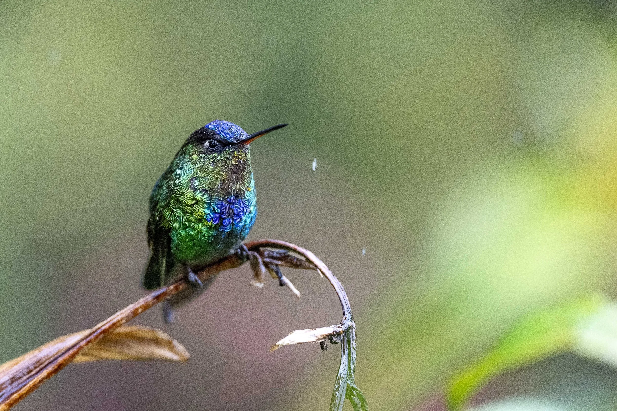 Colibri insigne
