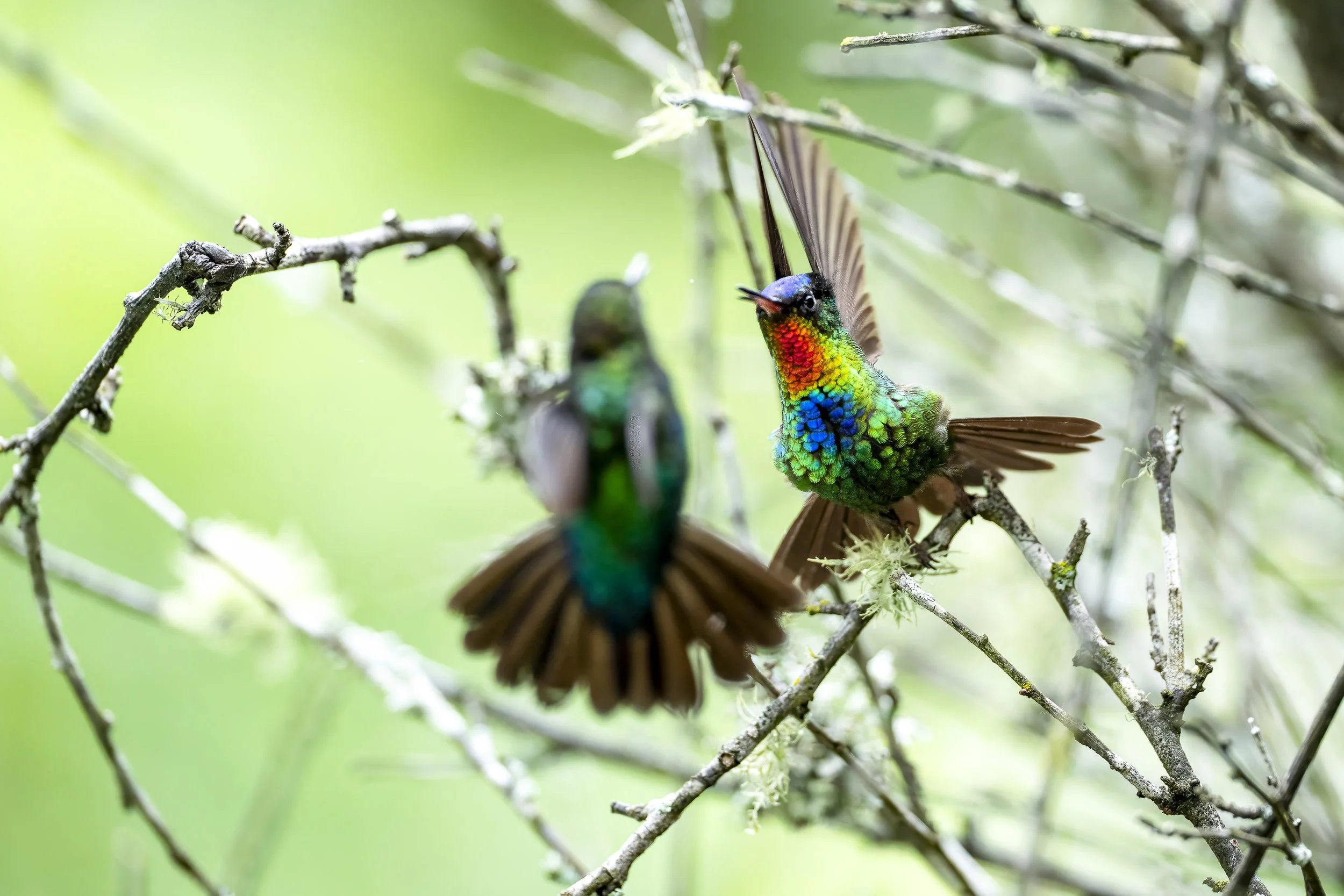 Colibri insigne