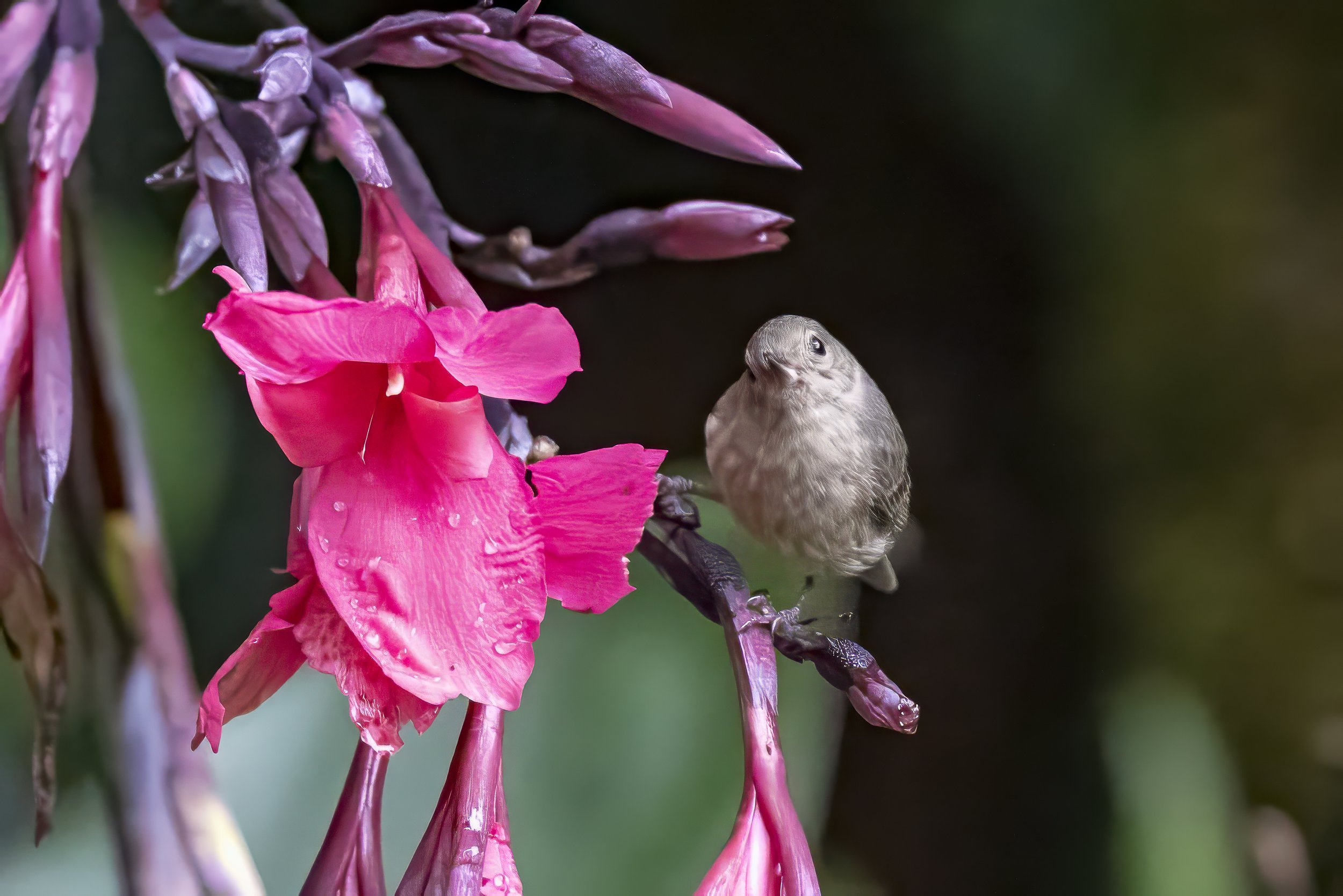 Percefleur ardoisé, femelle