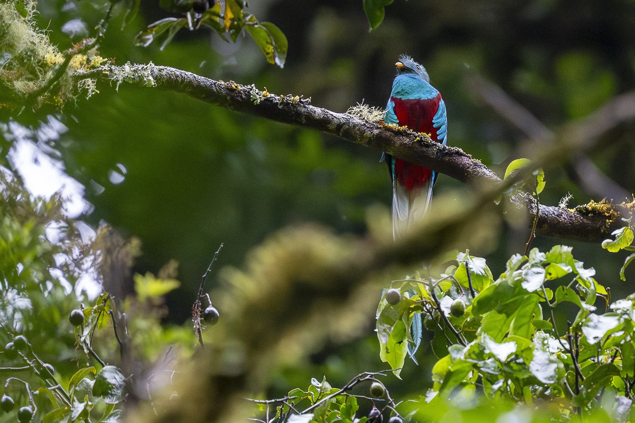 Quetzal resplendissant, mâle