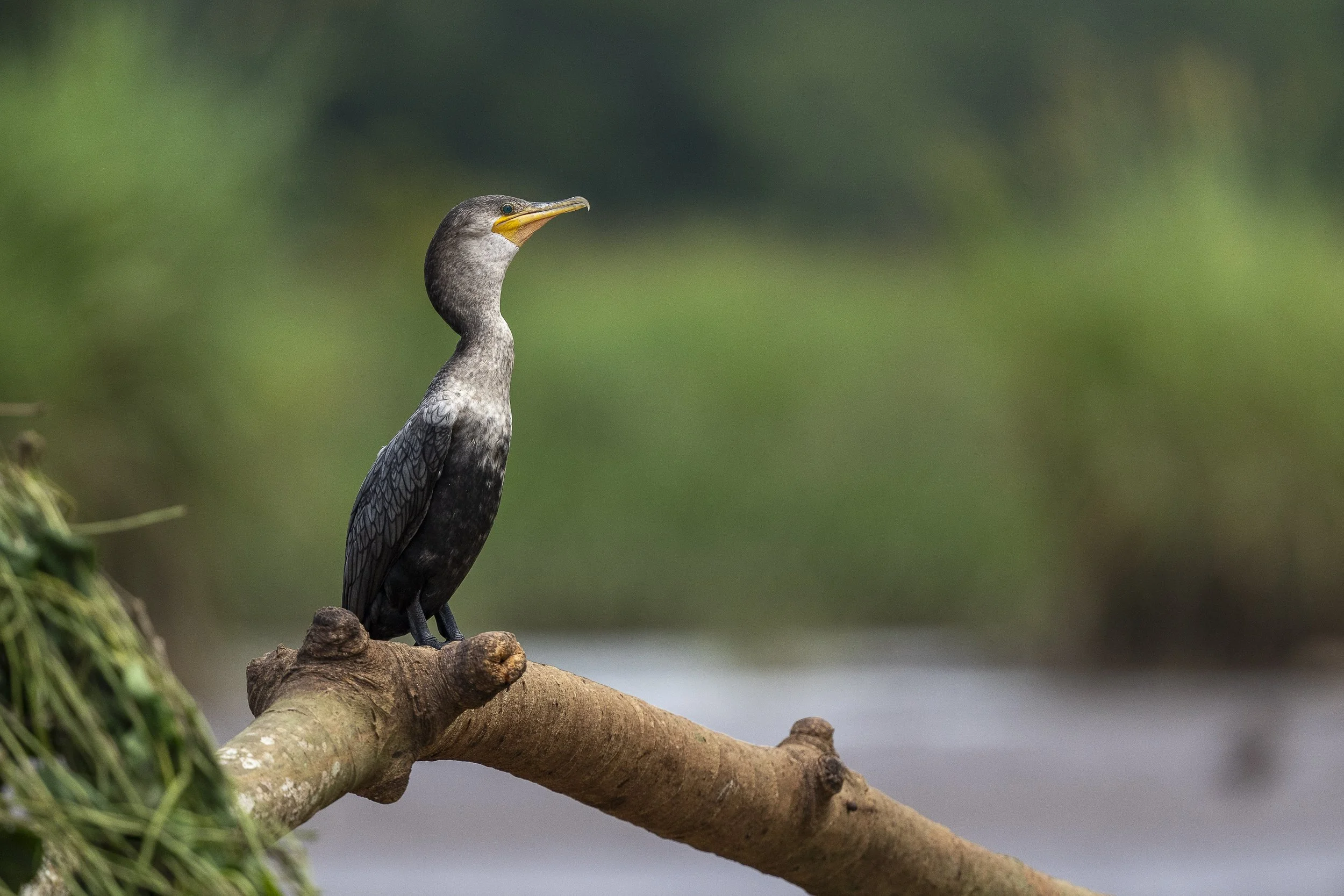 Cormoran Vigua