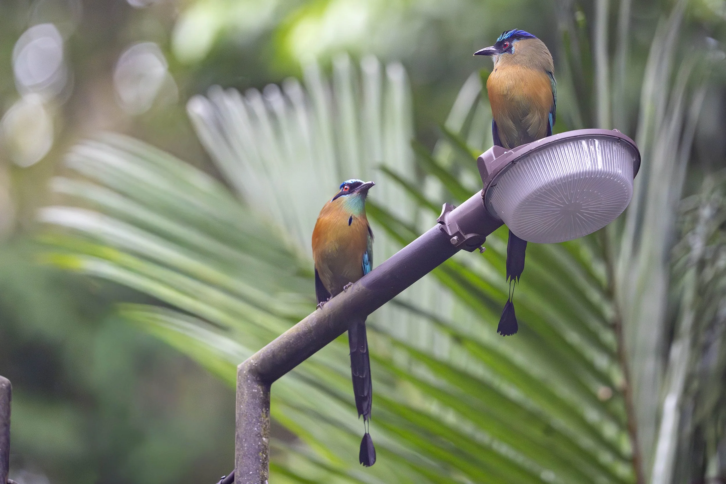 Motmot de Lesson
