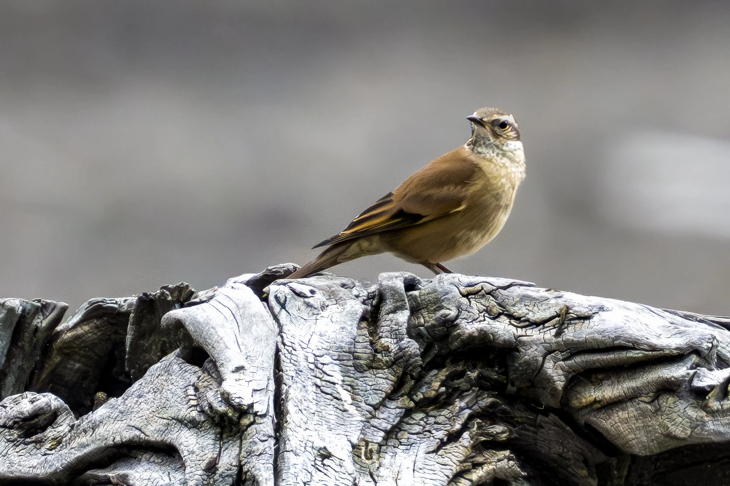 Cinclode brun (Churrete Acanelado)