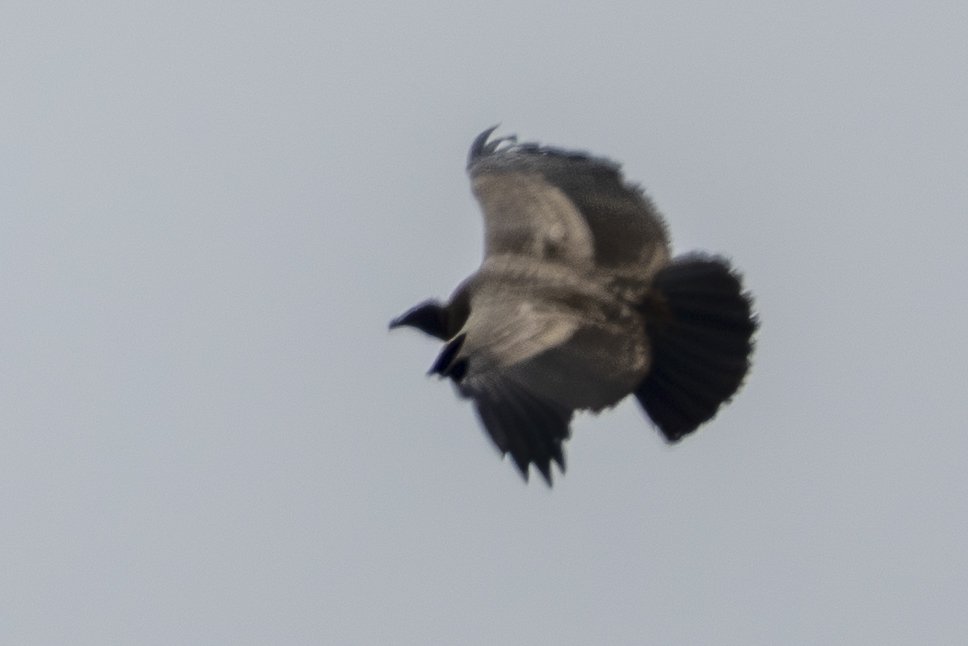 Condors des Andes - Juvénile