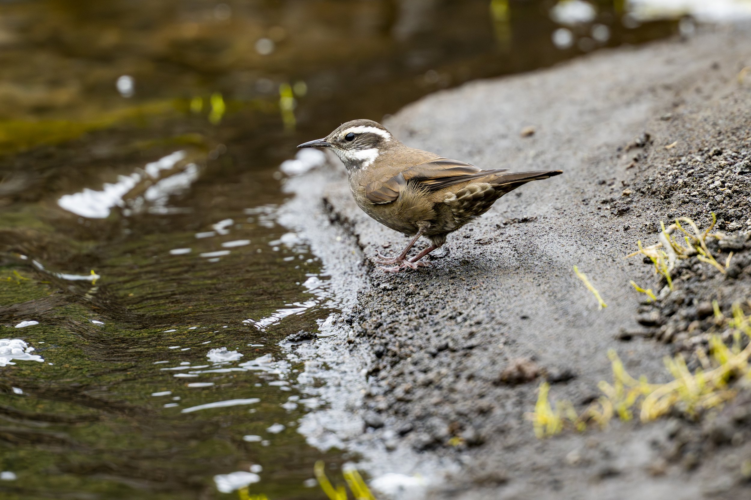Cinclode à ventre sombre (Churrete Común)