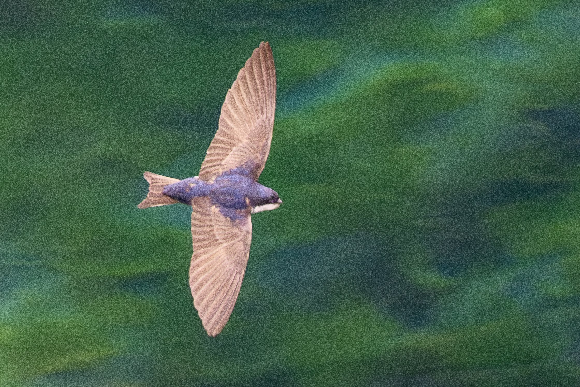 Hirondelle bleu et blanc (Golondrina de Dorso Negro)