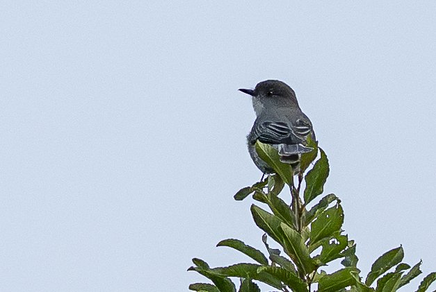 Pépoaza oeil de feu (Diucón)