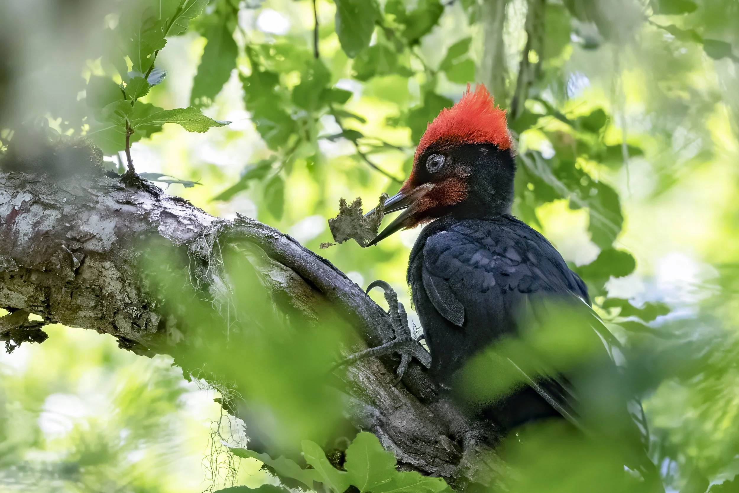Pic de Magellan, femelle (Carpintero Negro, hembra)