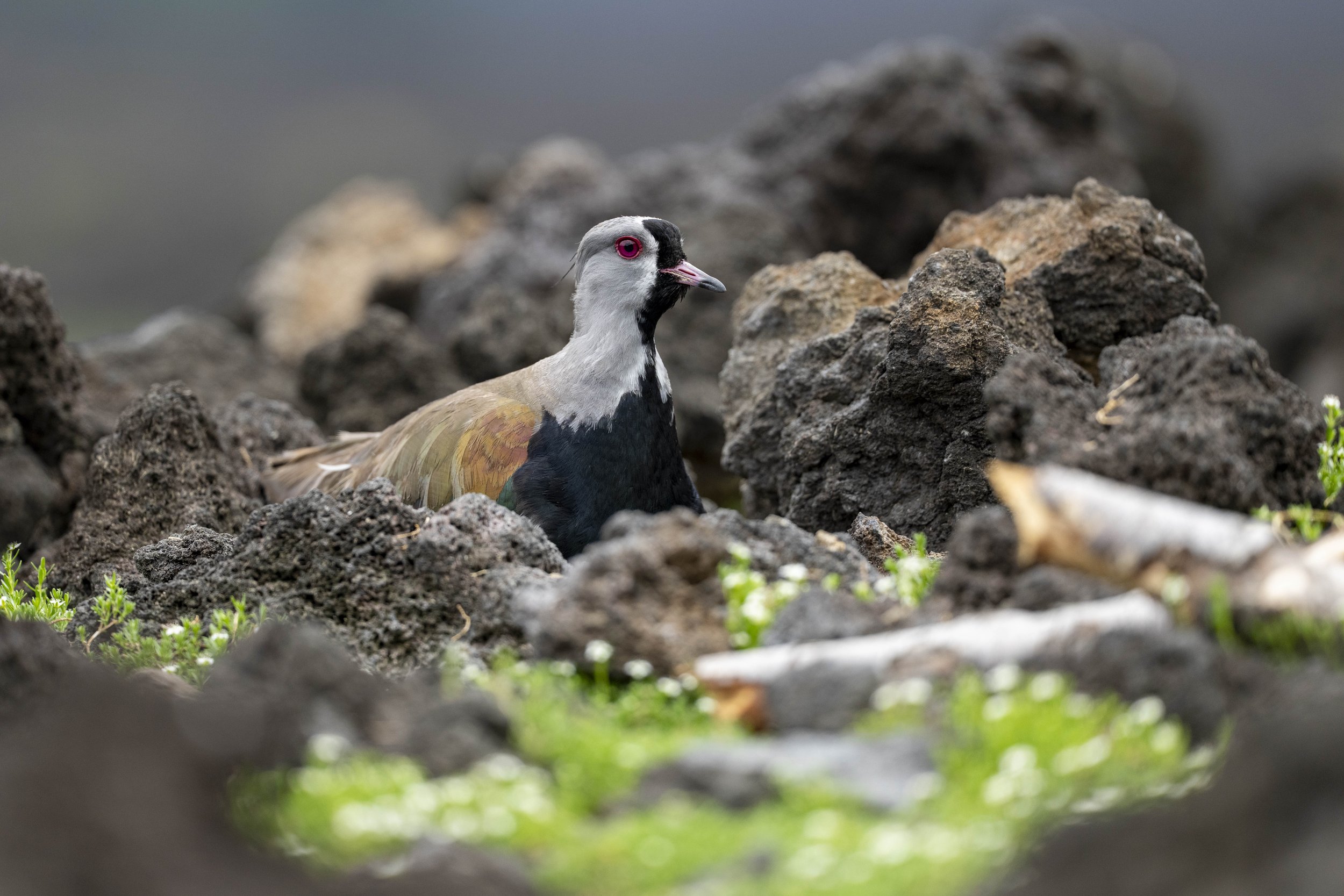 Vanneau tero (Queltehue Común)