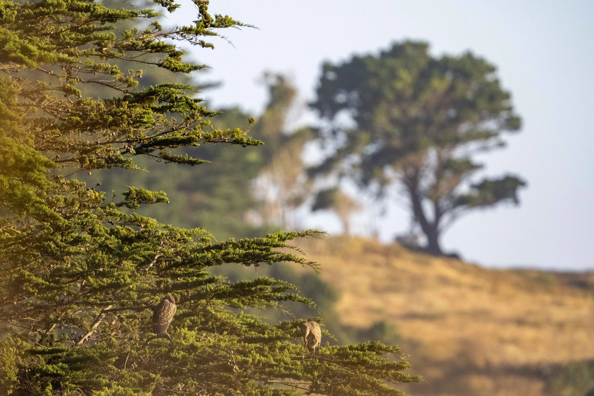 Bihoreau gris, junéville (Gargacita Azulada, juvenil)