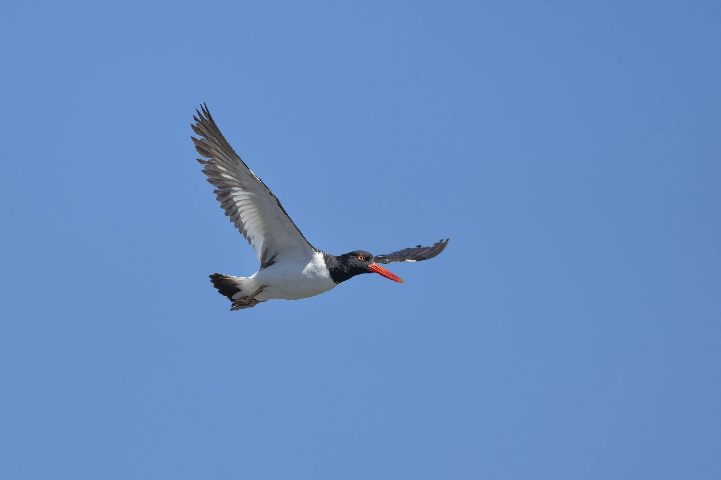Huitrier d'Amérique (Pilpilén Comun)
