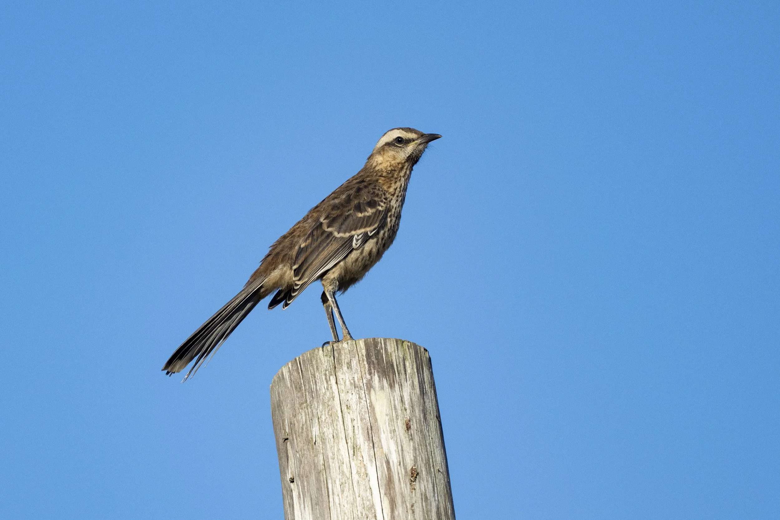 Moqueur du Chili (Tenca Chilena)
