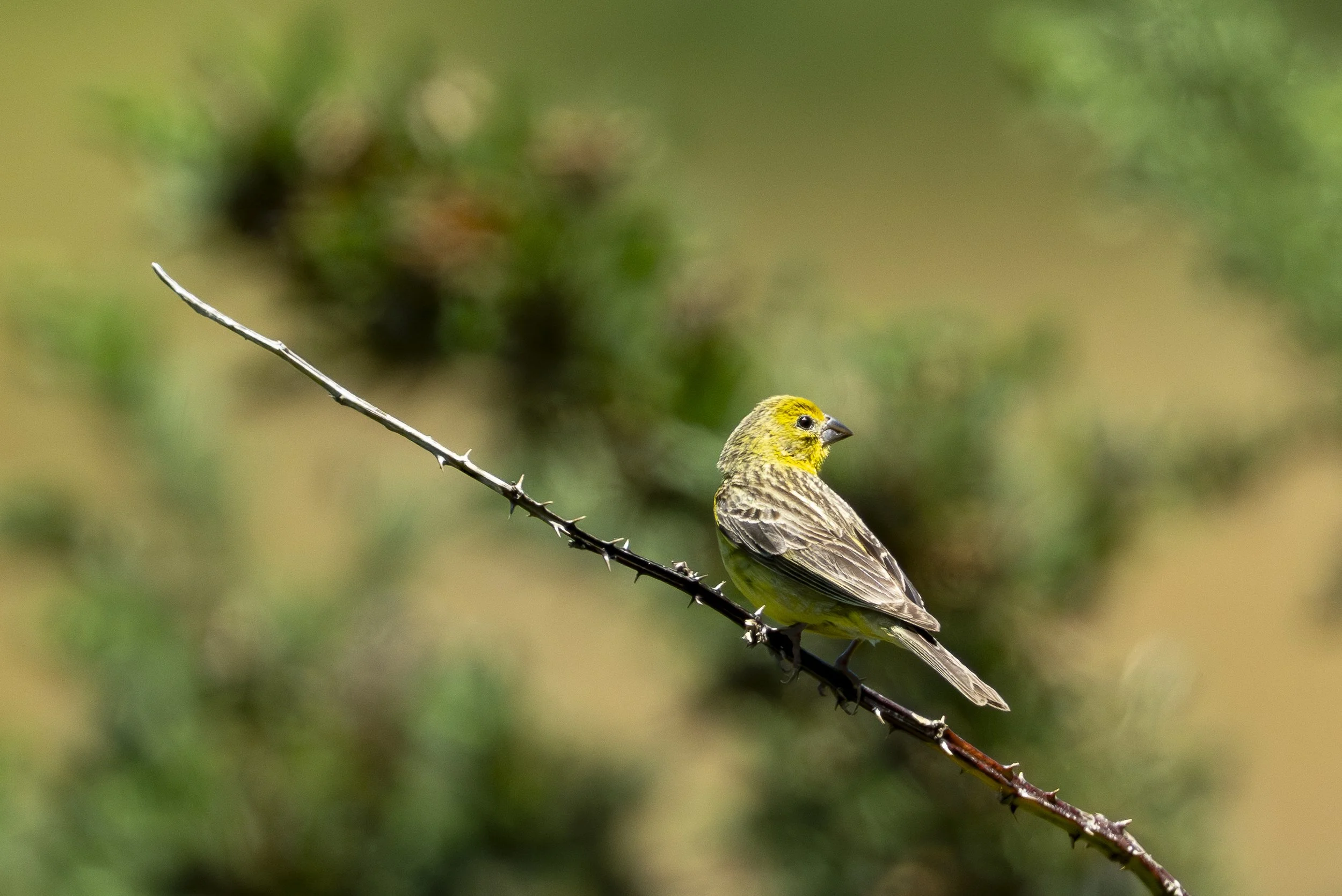 Sicale des savanes (Chirihue Común)