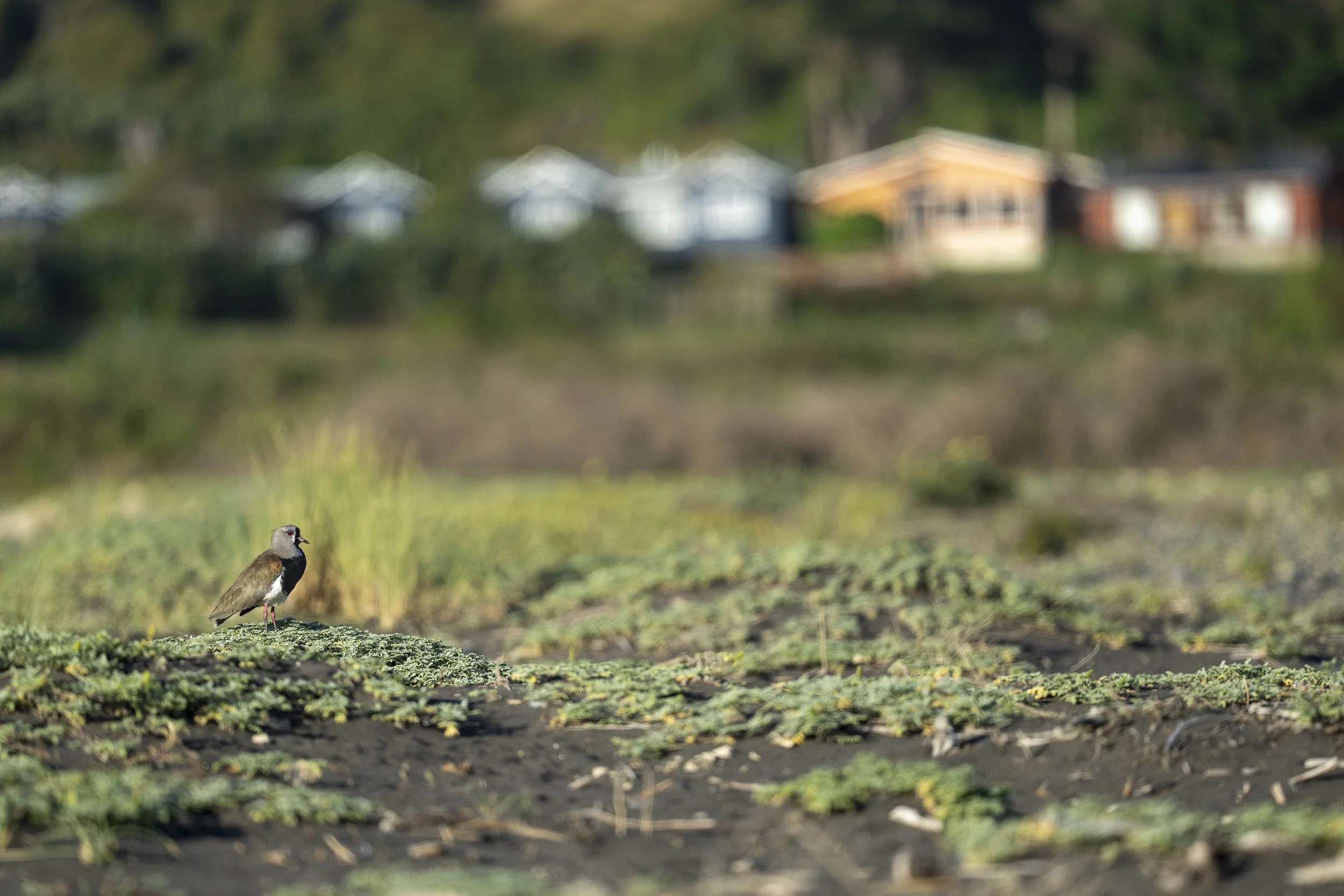 Vanneau tero (Queltehue Común)